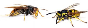 disinfestazione vespe e calabroni